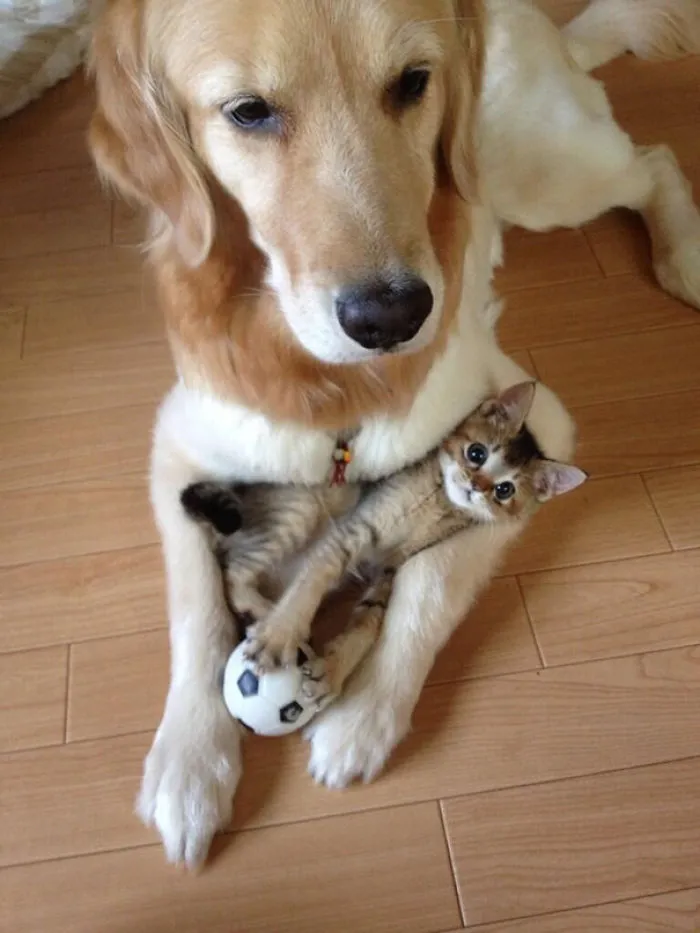 He Is My Play Buddy, My Best Mate, My Bodyguard And Also My Pillow
