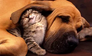 112 Pics Proving That Cats And Dogs Can Be Best Friends