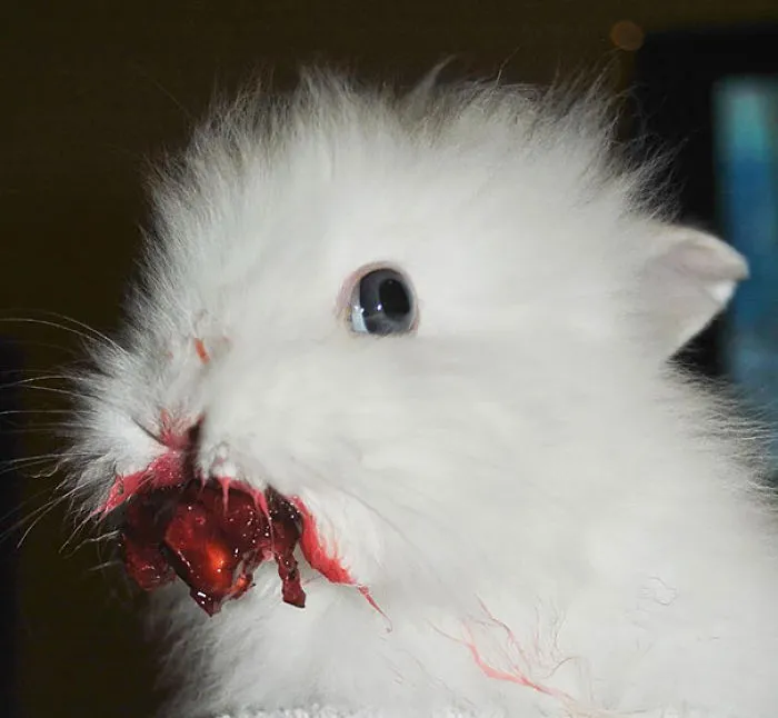 Fluffy white bunny eating fruit, with red juice around its mouth, embodying cuteness.