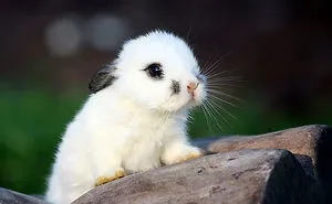 105 Of The Cutest Bunnies Ever