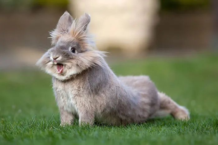 A cute bunny with fluffy fur and expressive ears stands alert on green grass.