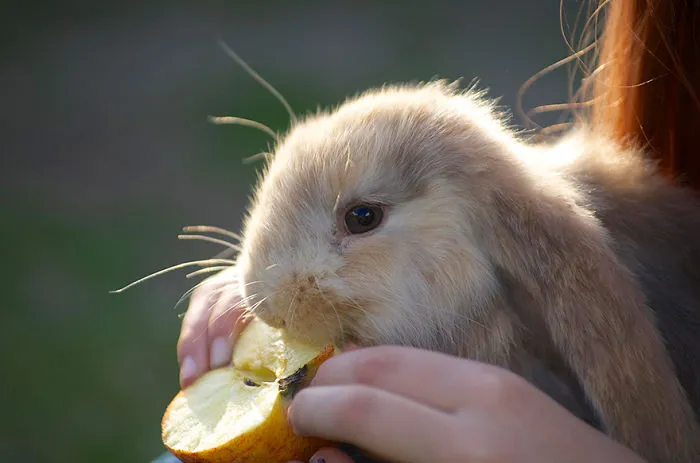 Cute bunny nibbling on an apple while being held gently.