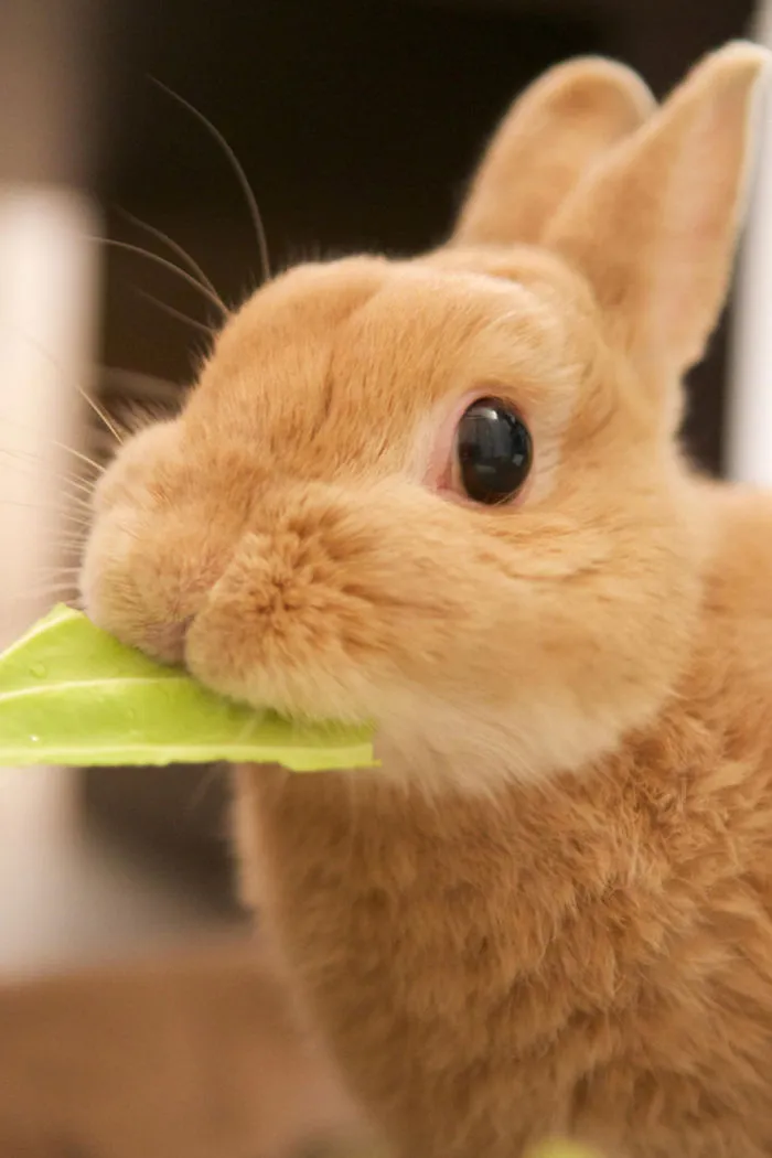Cute bunny munching on a green leaf, showcasing adorableness and fluffiness.