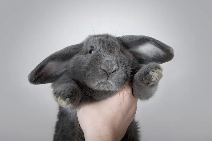 A cute grey bunny being held up gently, showcasing its floppy ears and soft fur.