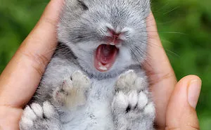 105 Of The Cutest Bunnies Ever