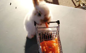 105 Of The Cutest Bunnies Ever