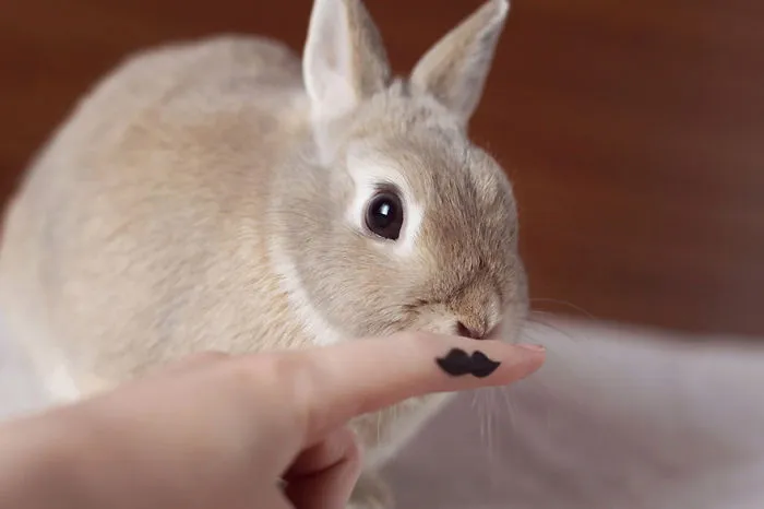 Cute bunny sniffing a finger with a mustache tattoo on it.