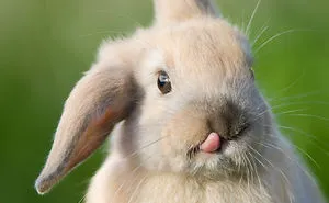 105 Of The Cutest Bunnies Ever