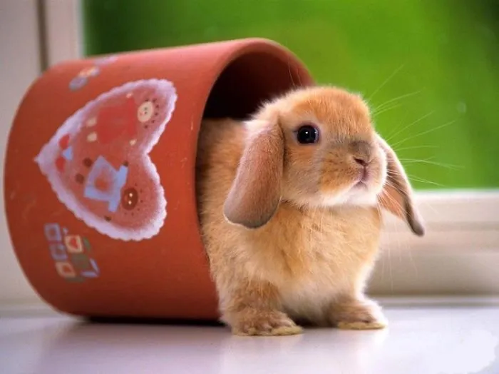 Cute bunny peeking out of a decorated clay pot by a window.