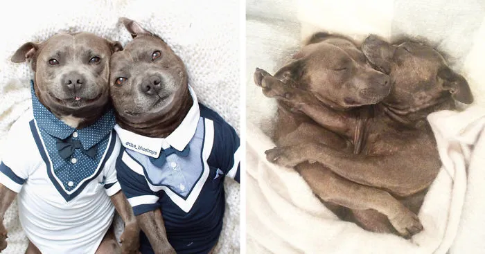 Adorable Pit Bull Brothers Will Instantly Make Your Day Better