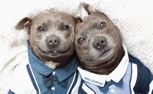 Adorable Pit Bull Brothers Will Instantly Make Your Day Better