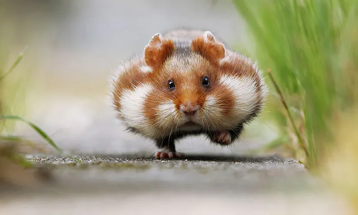 156 Adorable Hamsters That Will Cause A Cuteness Overload