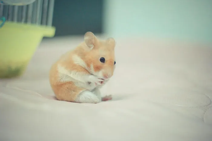 156 Adorable Hamsters That Will Cause A Cuteness Overload