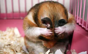 156 Adorable Hamsters That Will Cause A Cuteness Overload