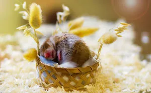 156 Adorable Hamsters That Will Cause A Cuteness Overload