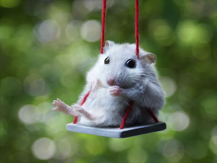 156 Adorable Hamsters That Will Cause A Cuteness Overload