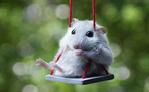 156 Adorable Hamsters That Will Cause A Cuteness Overload