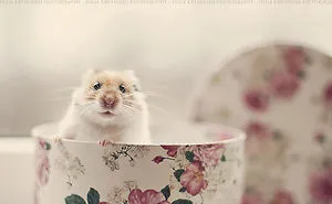 156 Adorable Hamsters That Will Cause A Cuteness Overload