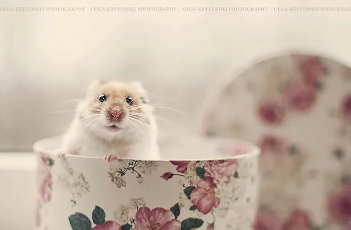 156 Adorable Hamsters That Will Cause A Cuteness Overload