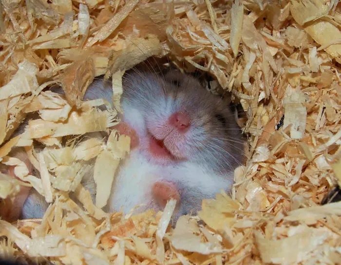 156 Adorable Hamsters That Will Cause A Cuteness Overload