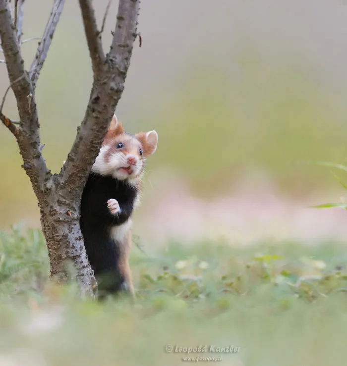 156 Adorable Hamsters That Will Cause A Cuteness Overload