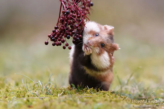 156 Adorable Hamsters That Will Cause A Cuteness Overload