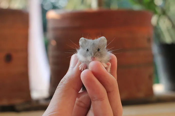 156 Adorable Hamsters That Will Cause A Cuteness Overload