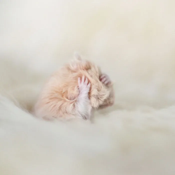 156 Adorable Hamsters That Will Cause A Cuteness Overload
