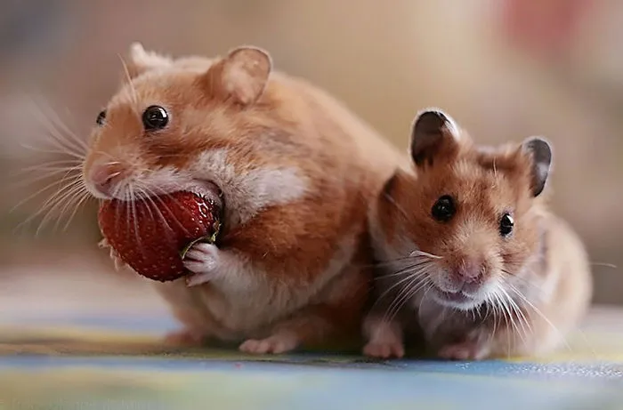 Cute Hamster