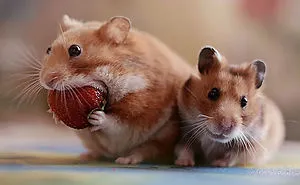 156 Adorable Hamsters That Will Cause A Cuteness Overload