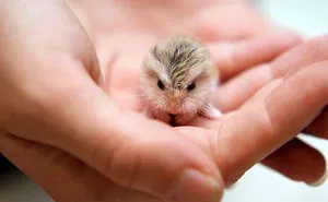 156 Adorable Hamsters That Will Cause A Cuteness Overload