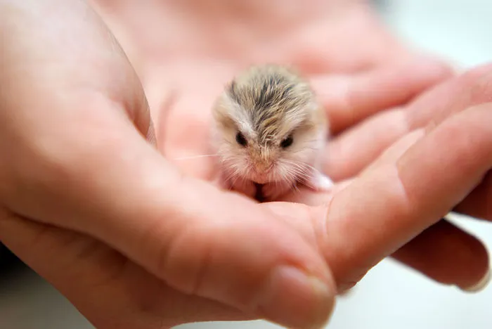 156 Adorable Hamsters That Will Cause A Cuteness Overload
