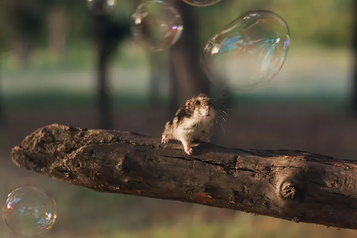 156 Adorable Hamsters That Will Cause A Cuteness Overload