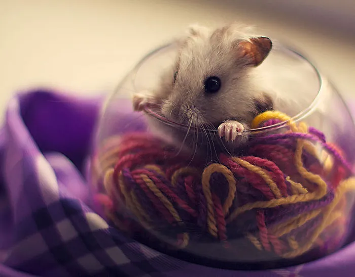 156 Adorable Hamsters That Will Cause A Cuteness Overload