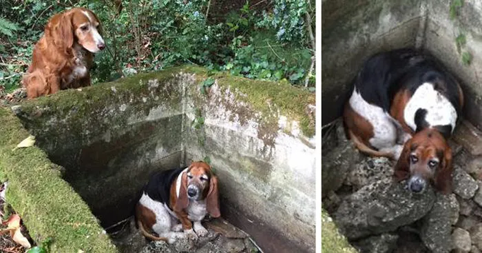Dog Spends A WEEK Guarding Her Trapped Best Friend Until Help Arrives