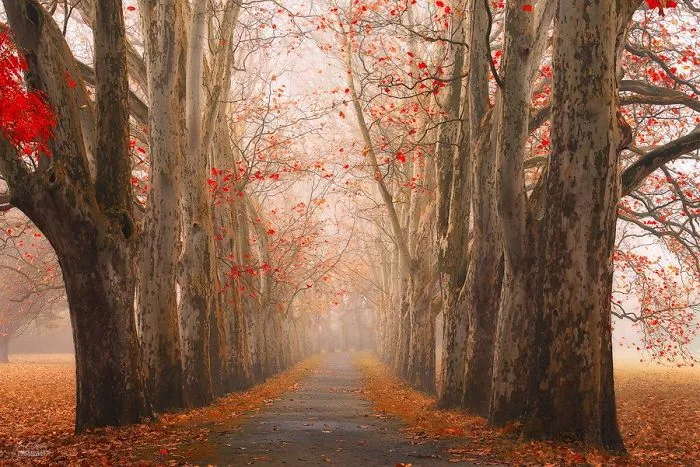 Autumn33