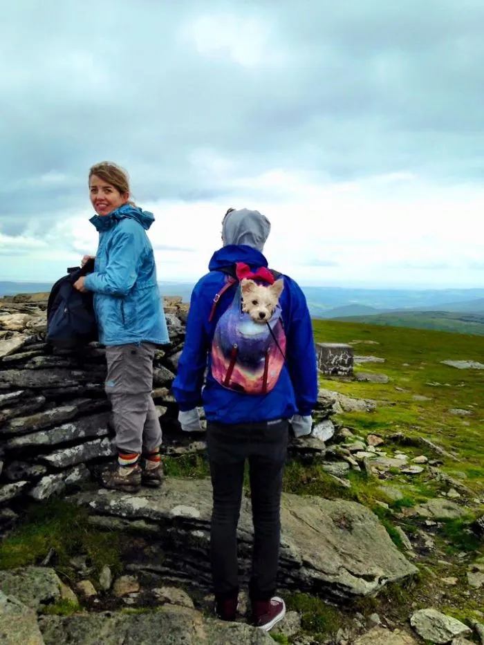 "Camping With Dogs" Instagram Will Inspire You To Go Hiking With Your Dog