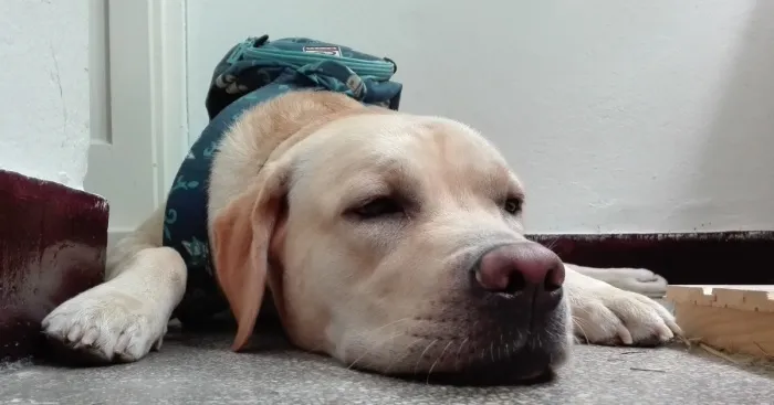 Our Dog Sits Like This To Show Us How Unimpressed He Is