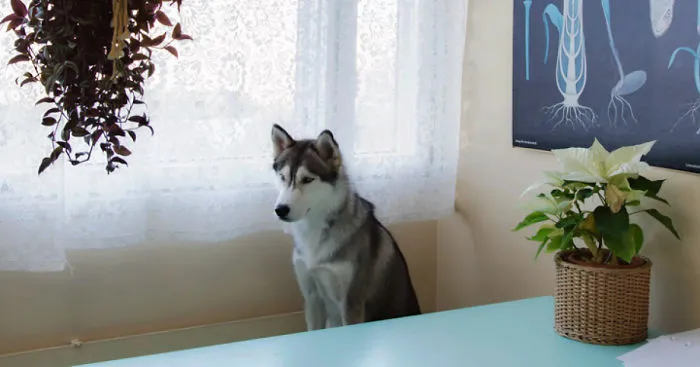 I Photograph Dogs As If They Were Home Owners