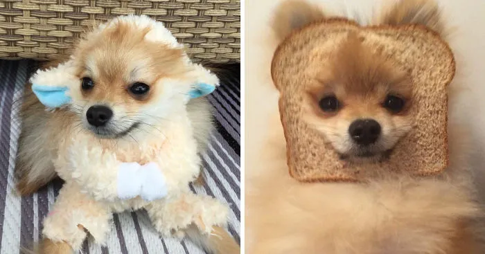 My Dog Loves To Play Dress-Up Even If It's Not Halloween Yet