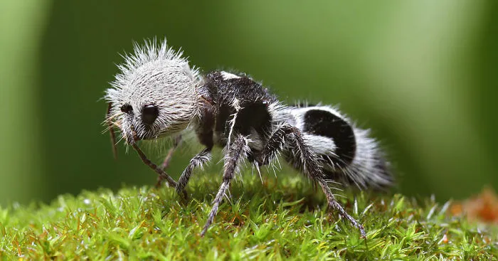 This Cute Panda-Ant Is Actually A "Cow Killer" Wasp