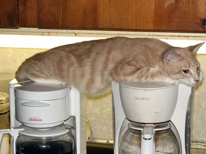 Cat Logic: Comfortable