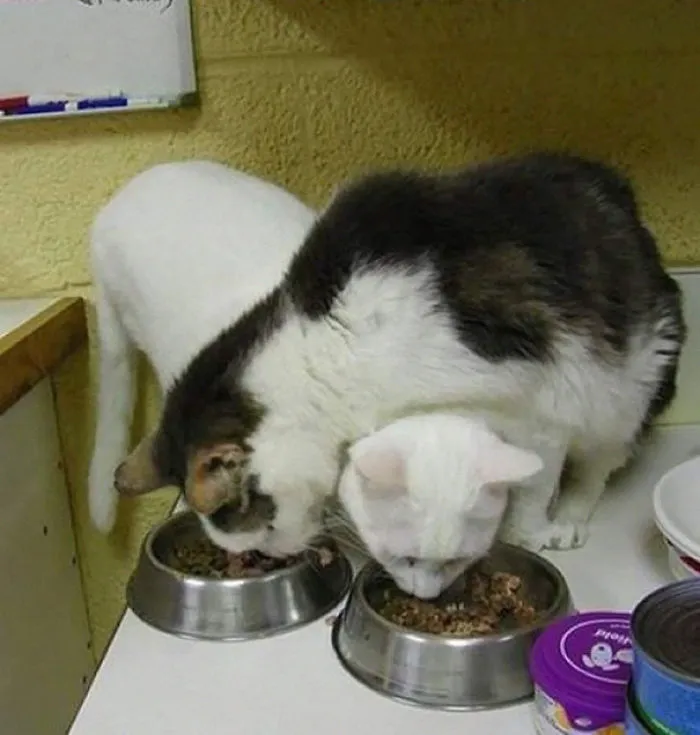 Cat Logic