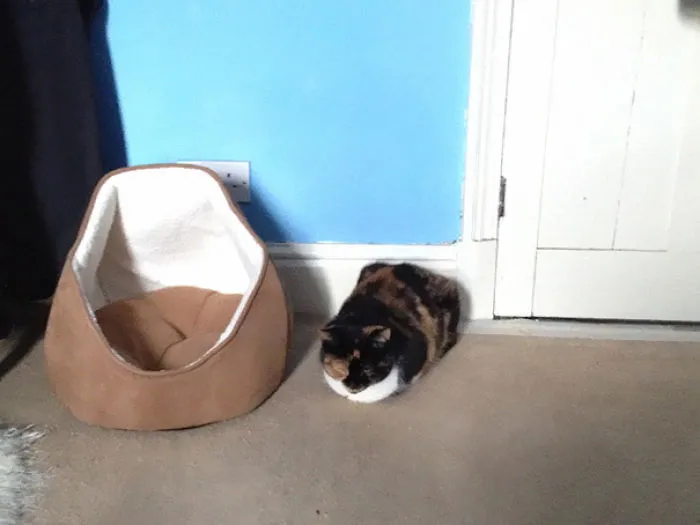 Cat Logic