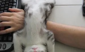 187 Cats That Don't Care About Your Personal Space