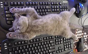 187 Cats That Don't Care About Your Personal Space
