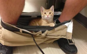 187 Cats That Don't Care About Your Personal Space