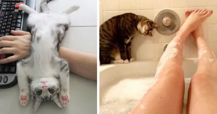 187 Cats That Don't Care About Your Personal Space