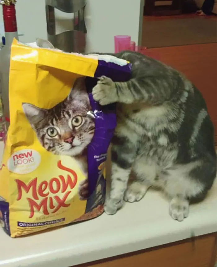 Perfectly Timed Cat