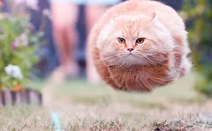 99 Purrfectly Timed Cat Photos Taken At The Right Meowment